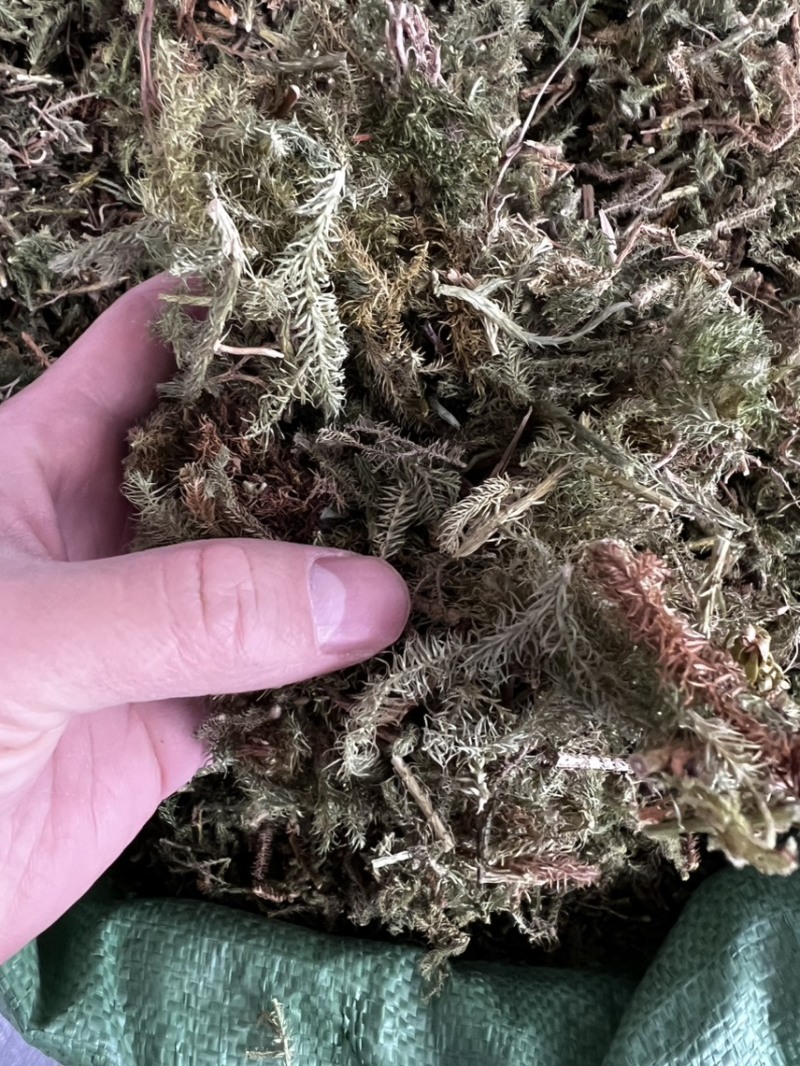 伸筋草狮子草、舒筋草，广西野生干货无硫熏制