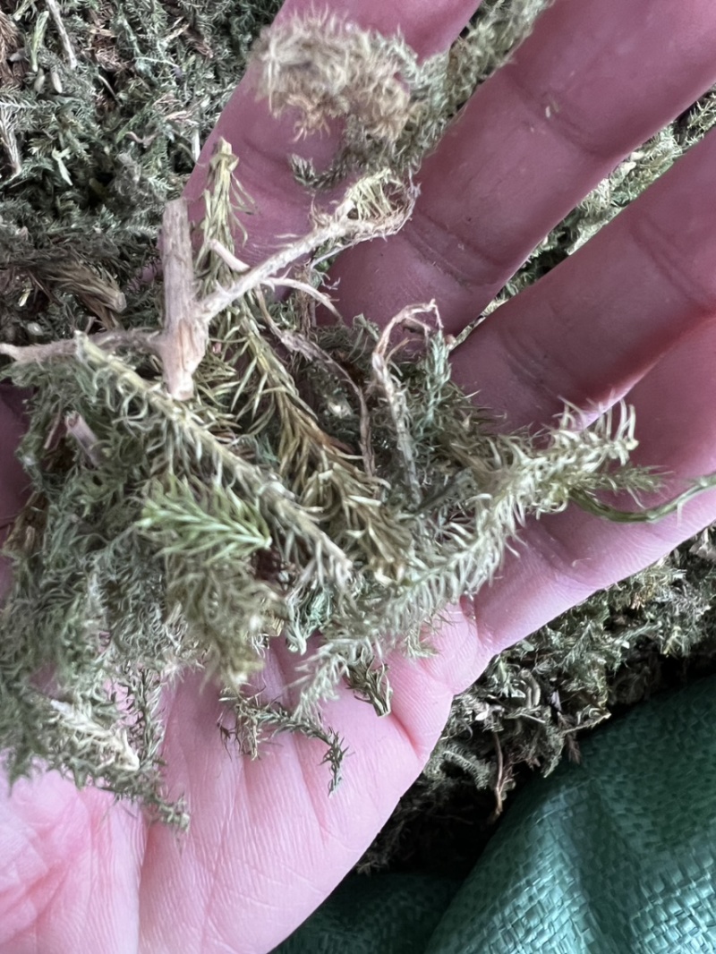 伸筋草狮子草、舒筋草，广西野生干货无硫熏制