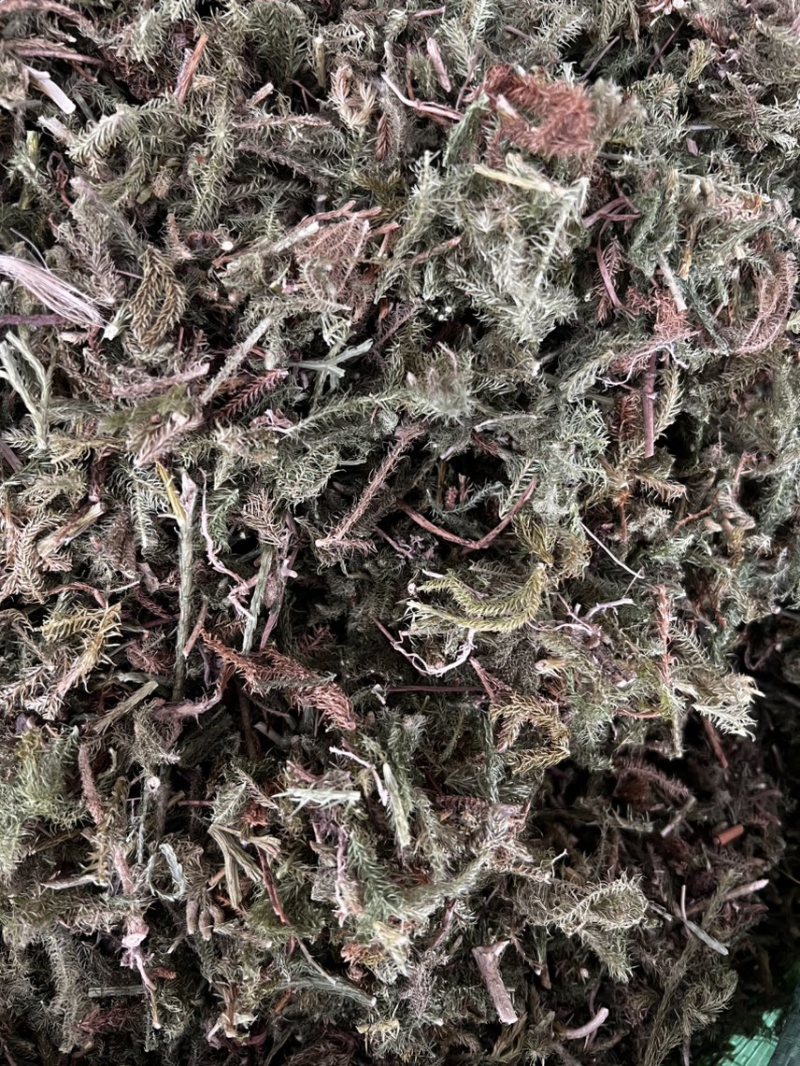 伸筋草狮子草、舒筋草，广西野生干货无硫熏制