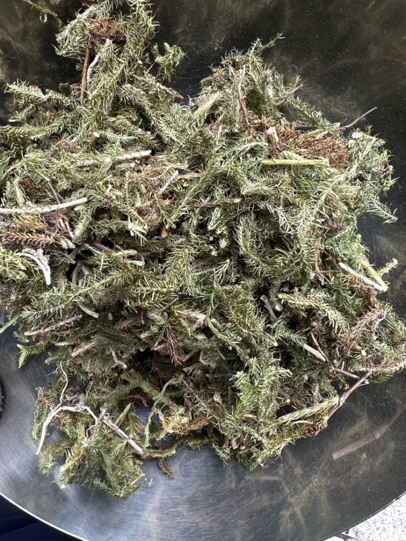 伸筋草狮子草、舒筋草，广西野生干货无硫熏制
