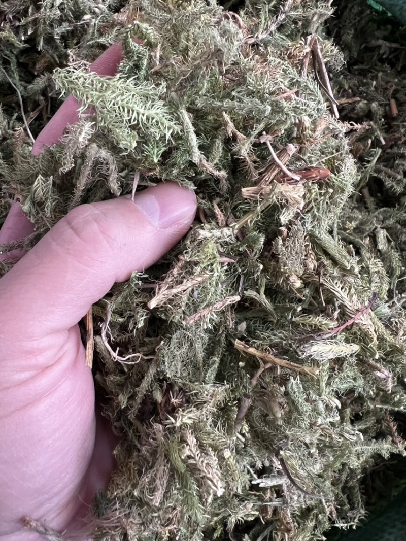 伸筋草狮子草、舒筋草，广西野生干货无硫熏制