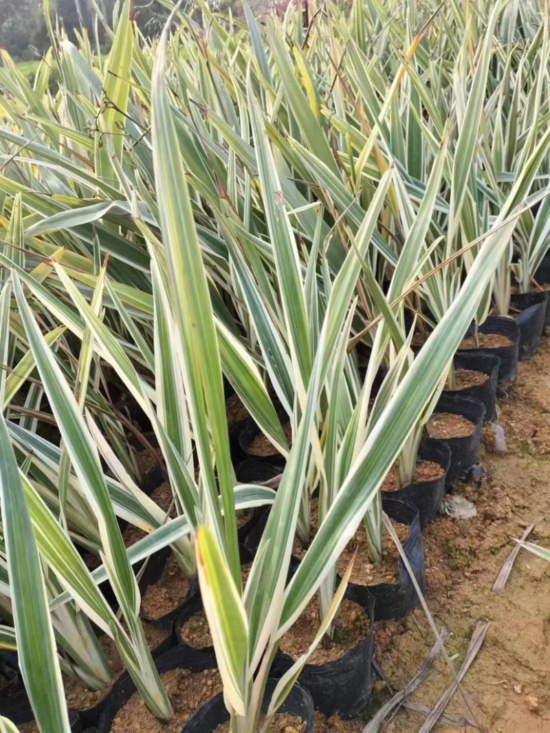 银边山管兰小袋中袋基地直销质量优质，欢迎老板来电咨询