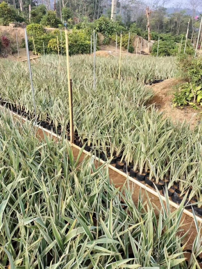 银边山管兰小袋中袋基地直销质量优质，欢迎老板来电咨询