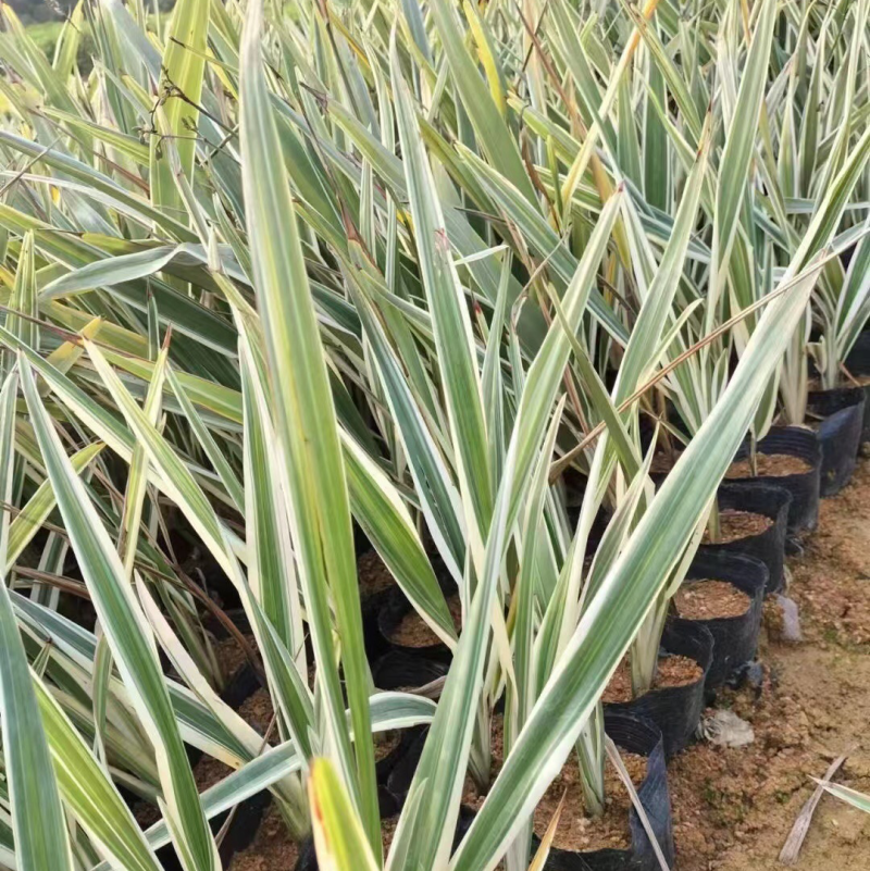 银边山管兰小袋中袋基地直销质量优质，欢迎老板来电咨询