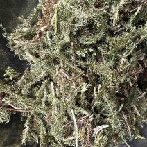 伸筋草狮子草、舒筋草，广西野生干货无硫熏制