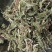 伸筋草狮子草、舒筋草，广西野生干货无硫熏制