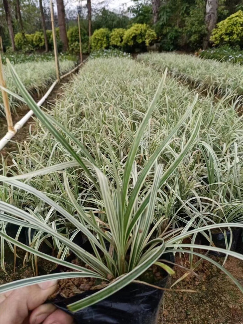 银边草小袋中袋基地直销规格齐全欢迎来电咨询