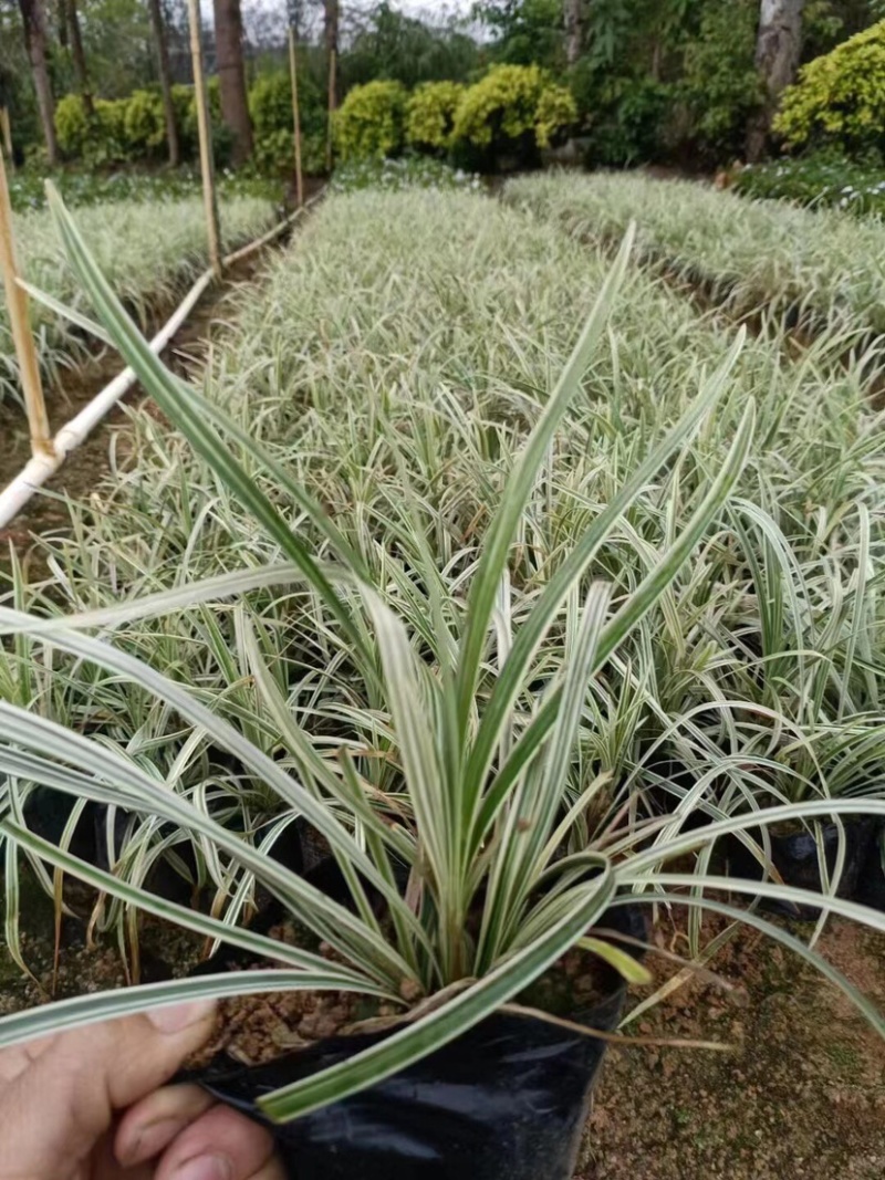 银边草小袋中袋基地直销规格齐全欢迎来电咨询