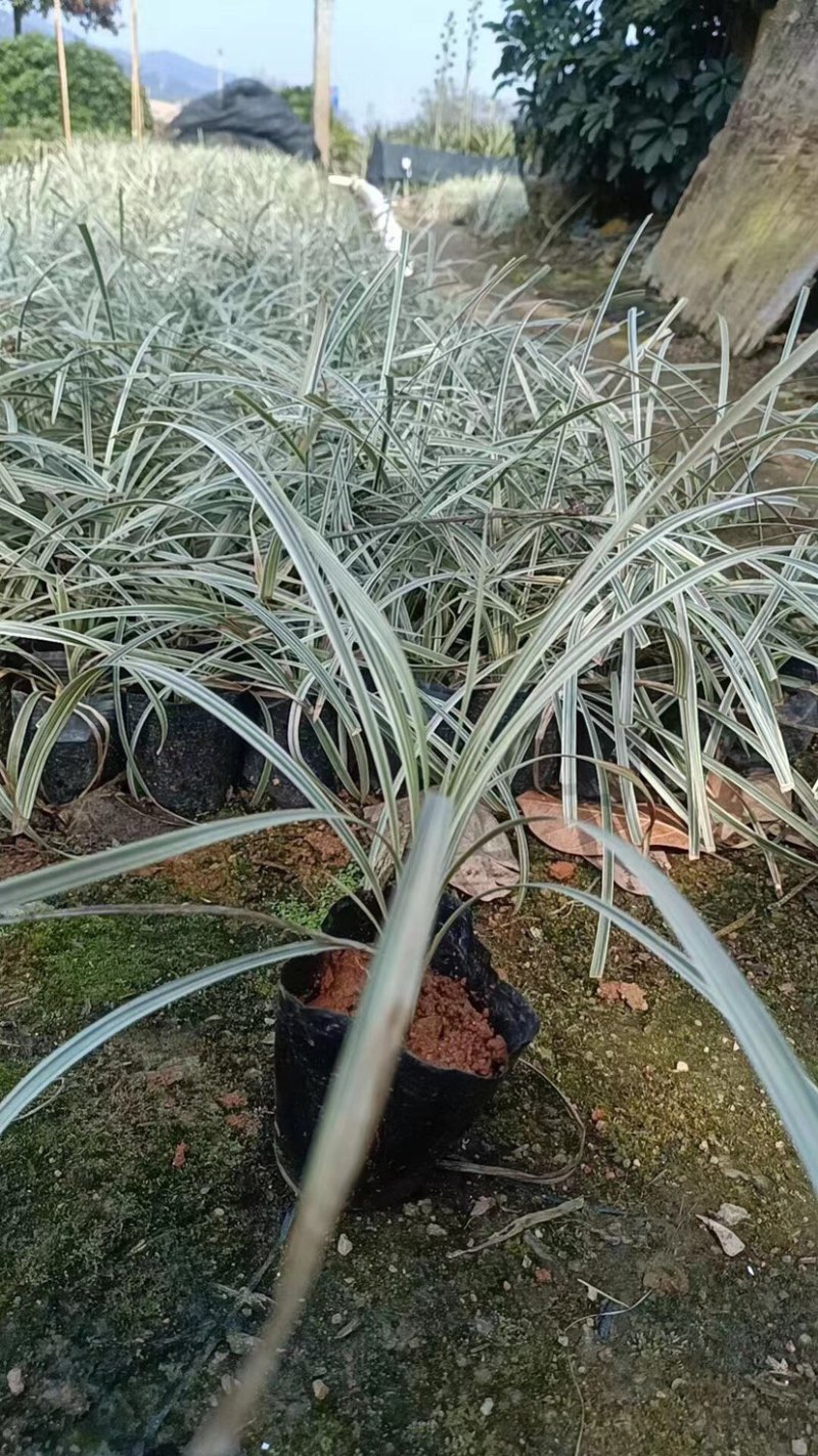 银边草小袋中袋基地直销规格齐全欢迎来电咨询
