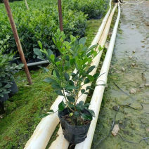 九里香小袋中袋盆栽基地直销质量优质欢迎老板来电咨询