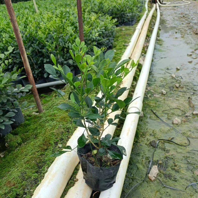 九里香小袋中袋盆栽基地直销质量优质欢迎老板来电咨询