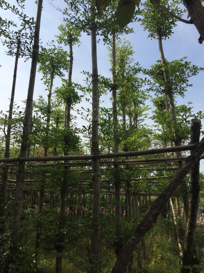 割层次/全冠小叶榄仁基地直销规格齐全欢迎老板来电