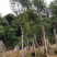 蓝花楹树苗基地规格齐全欢迎老板来电咨询合作