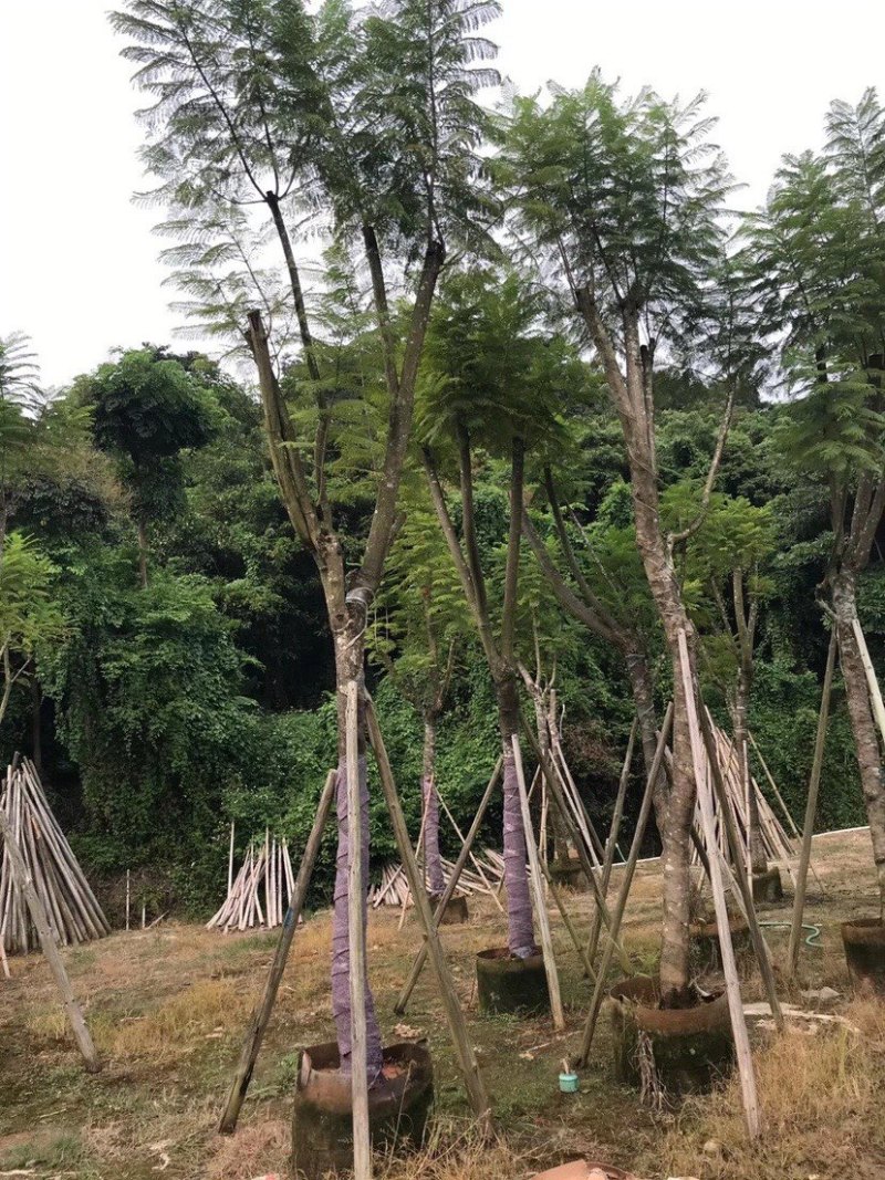 蓝花楹树苗基地规格齐全欢迎老板来电咨询合作