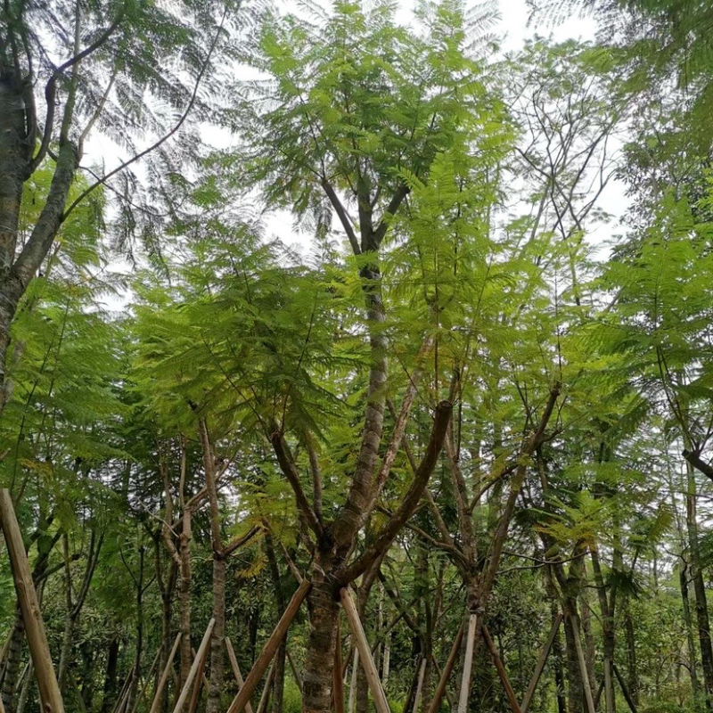 蓝花楹树苗基地规格齐全欢迎老板来电咨询合作