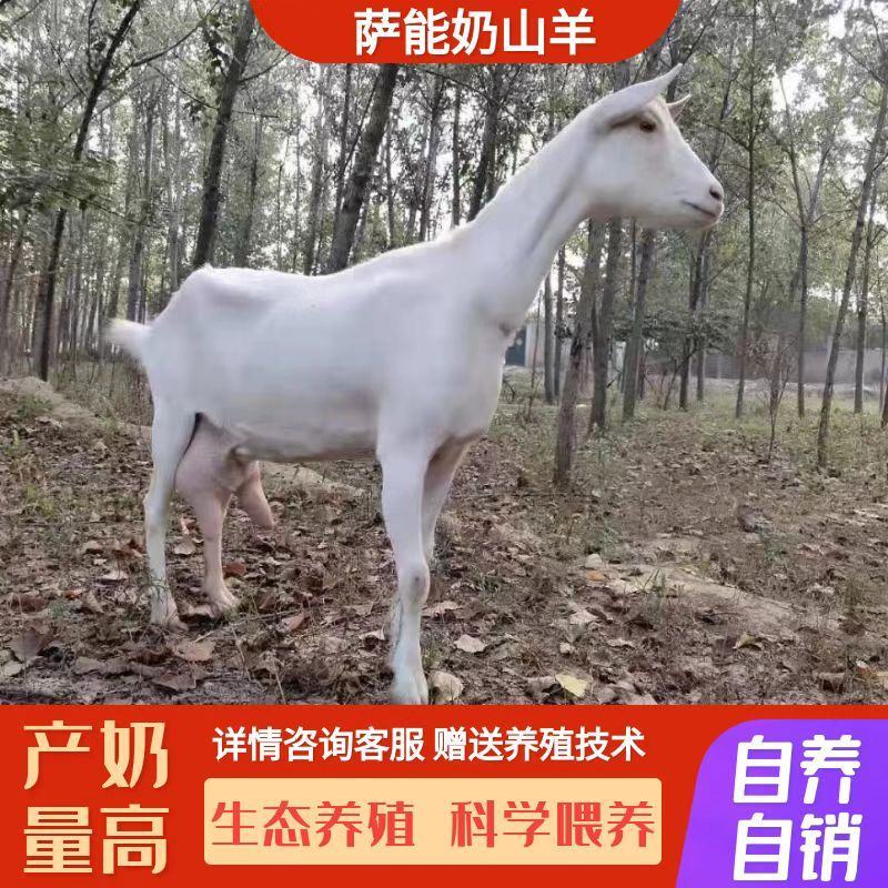 萨能奶山羊