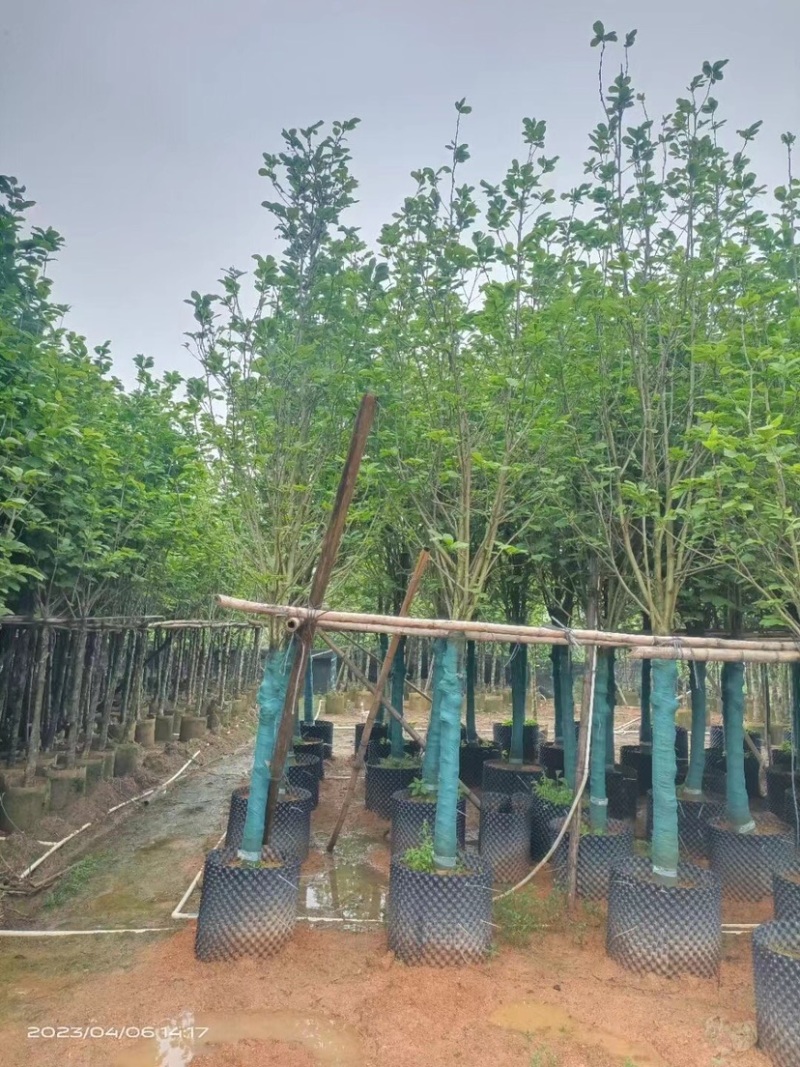 紫玉兰基地直销规格齐全欢迎老板前来咨询合作