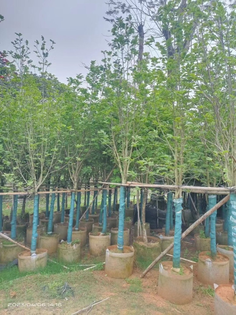 紫玉兰基地直销规格齐全欢迎老板前来咨询合作