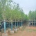紫玉兰基地直销规格齐全欢迎老板前来咨询合作