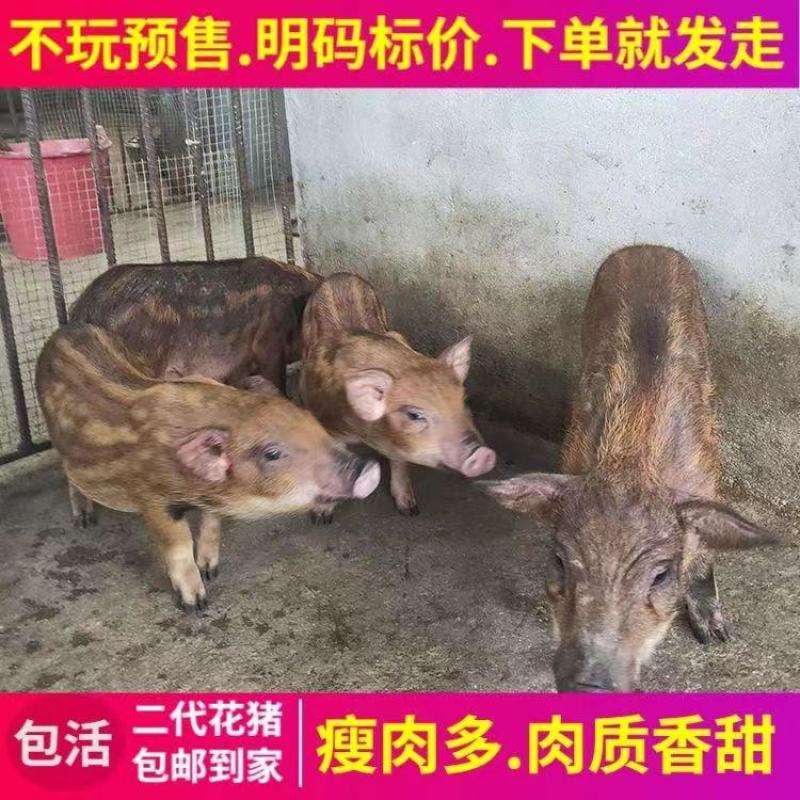 山猪野猪