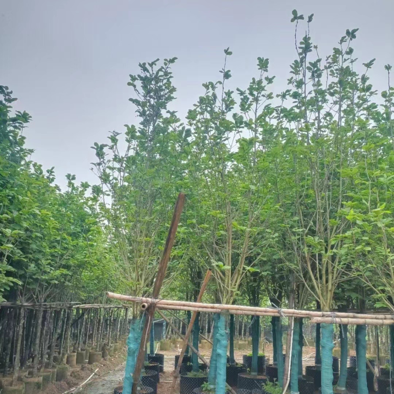 紫玉兰基地直销规格齐全欢迎老板前来咨询合作