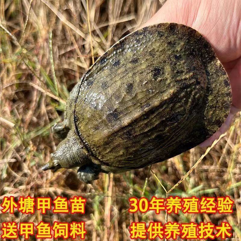 中华鳖老鳖团鱼水鱼