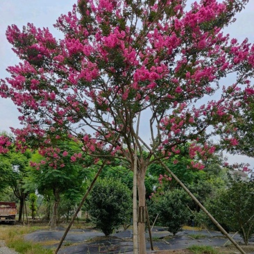 红花紫薇川红紫薇老紫薇树绿化工程苗基地