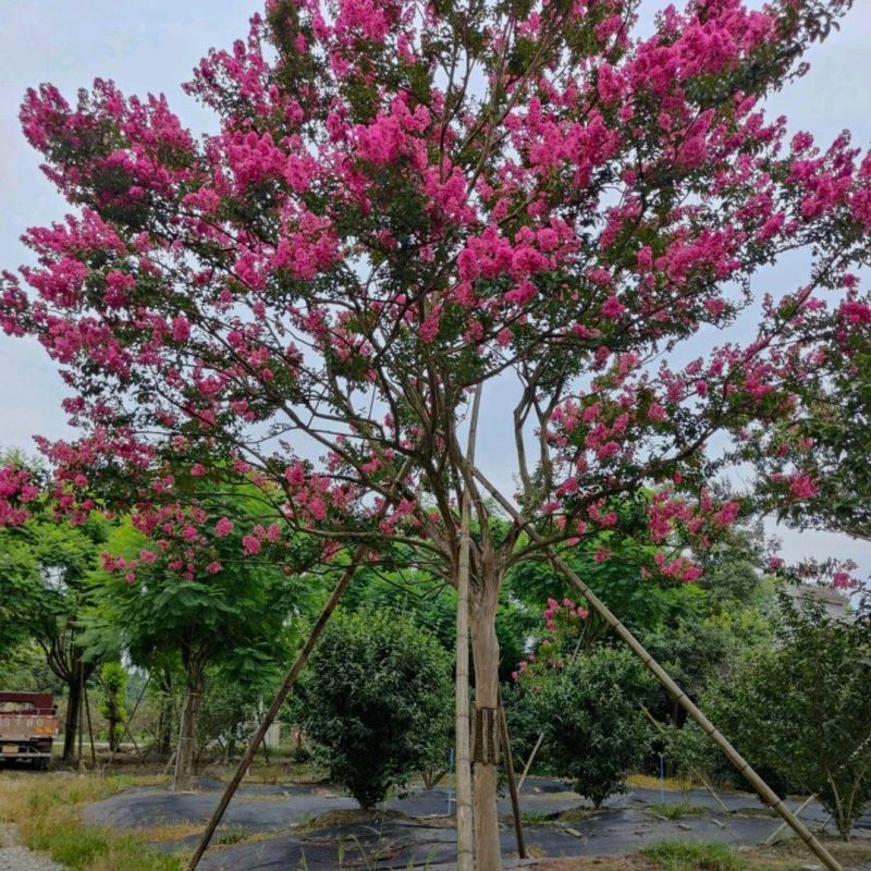 红花紫薇川红紫薇老紫薇树绿化工程苗基地