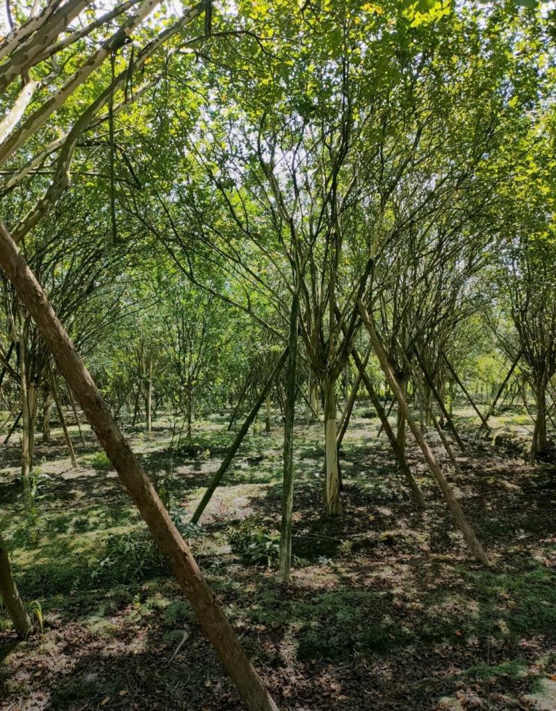 红花紫薇川红紫薇老紫薇树绿化工程苗基地