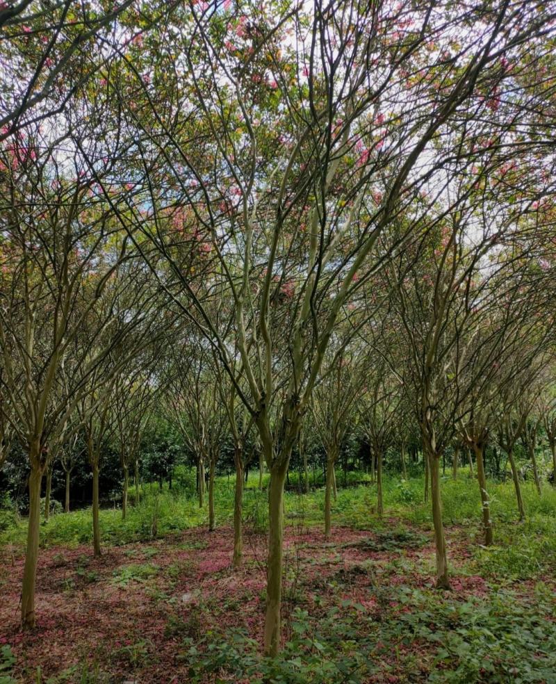 红花紫薇川红紫薇老紫薇树绿化工程苗基地