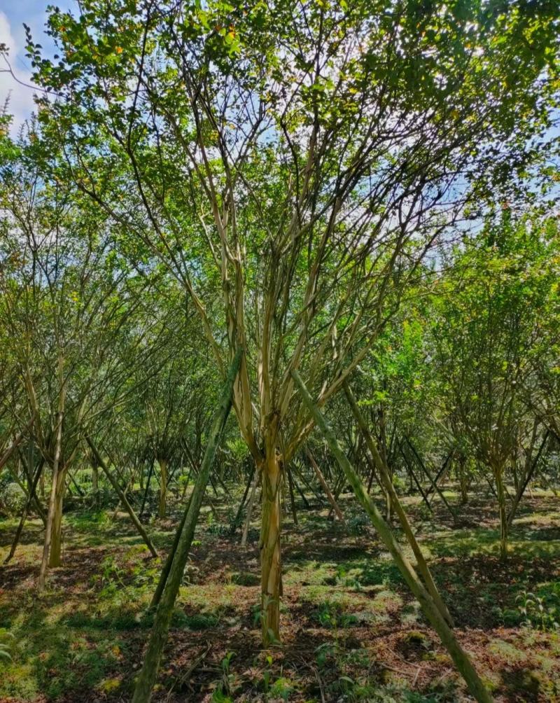 红花紫薇川红紫薇老紫薇树绿化工程苗基地