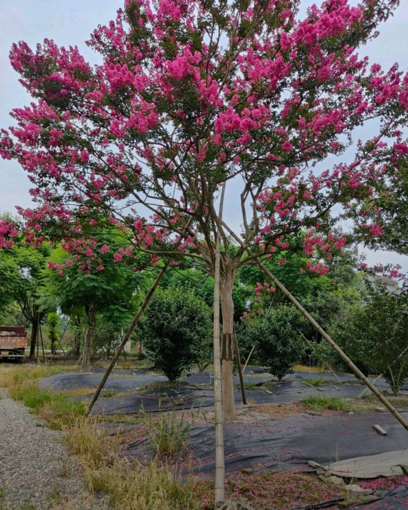 红花紫薇川红紫薇老紫薇树绿化工程苗基地