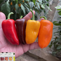 正宗甜椒水果椒三色椒种子基地采摘园四季种植