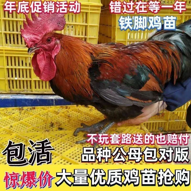 铁脚鸡