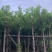水翁基地直销规格齐全欢迎老板前来咨询合作