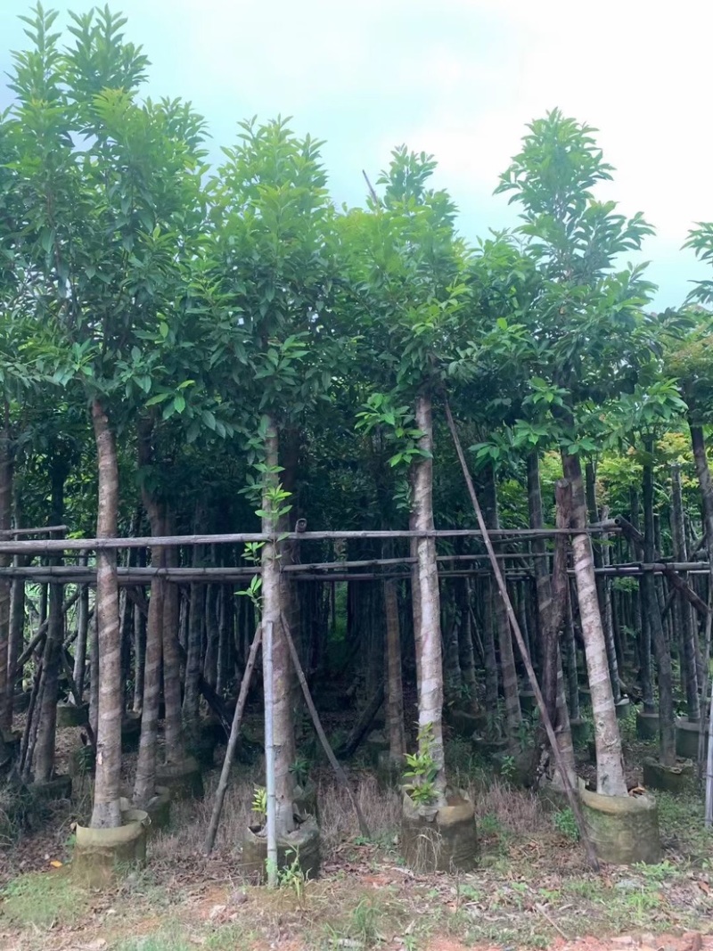 水翁基地直销规格齐全欢迎老板前来咨询合作