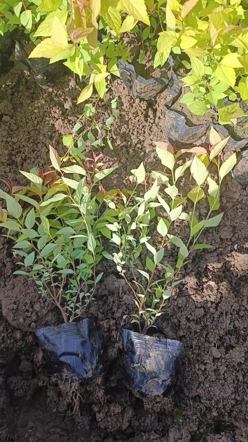 金焰绣线菊
