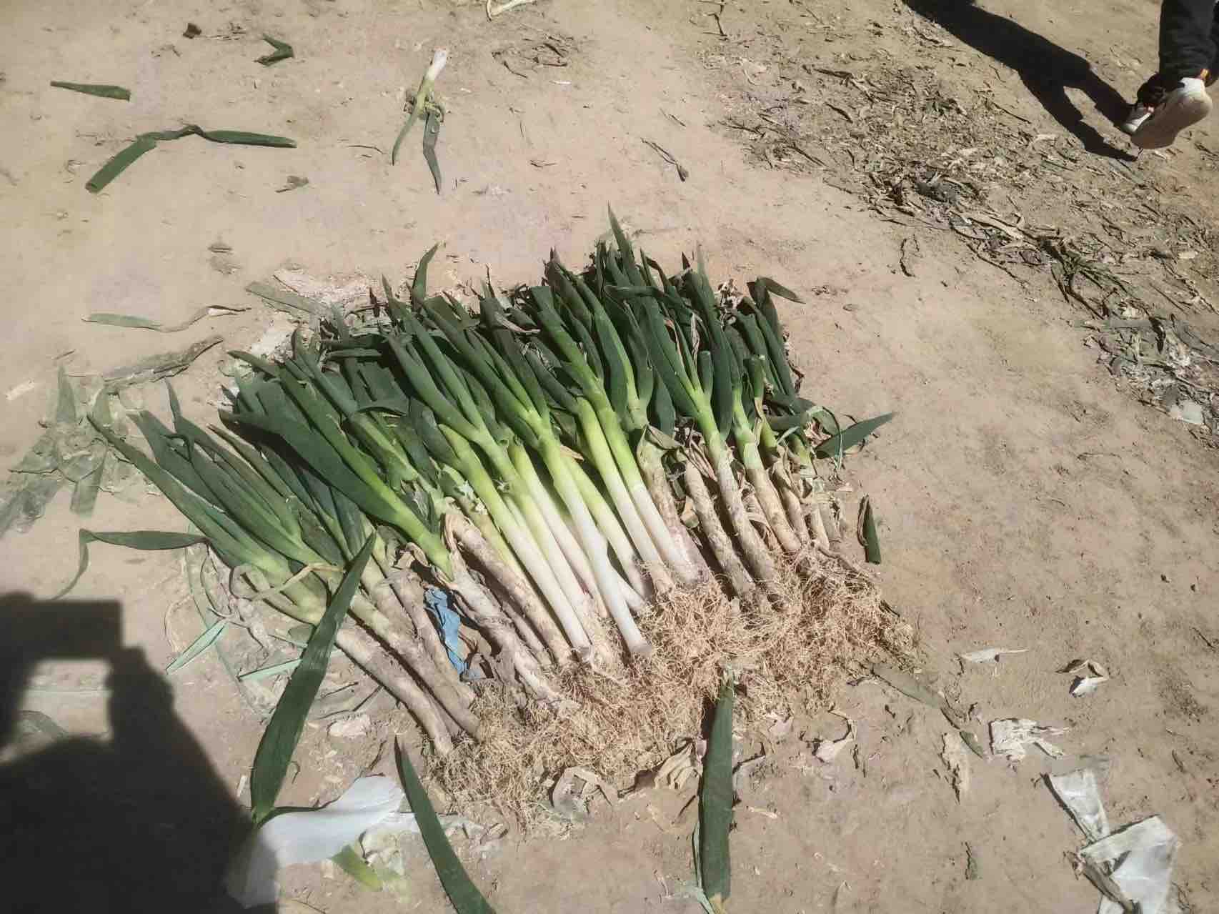 长白大葱主要产区分布图