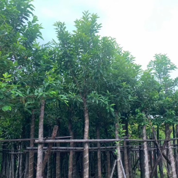 水翁基地直销规格齐全欢迎老板前来咨询合作