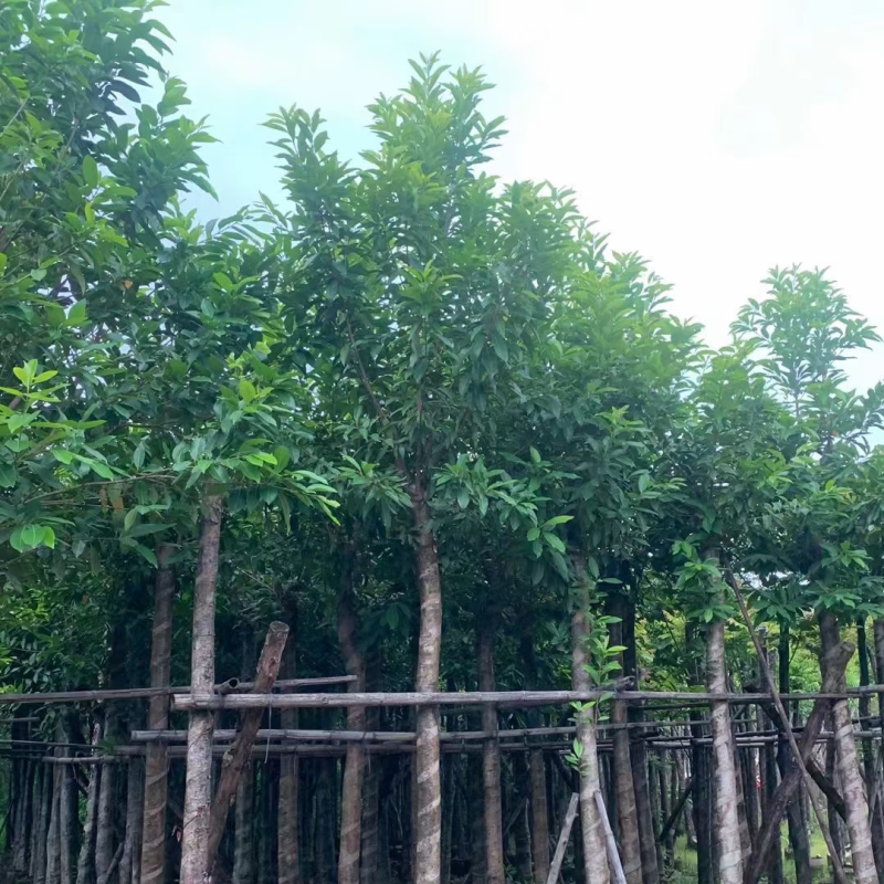 水翁基地直销规格齐全欢迎老板前来咨询合作