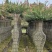 紫薇花瓶造型景观植物绿植编艺公园庭院绿植工程绿化苗