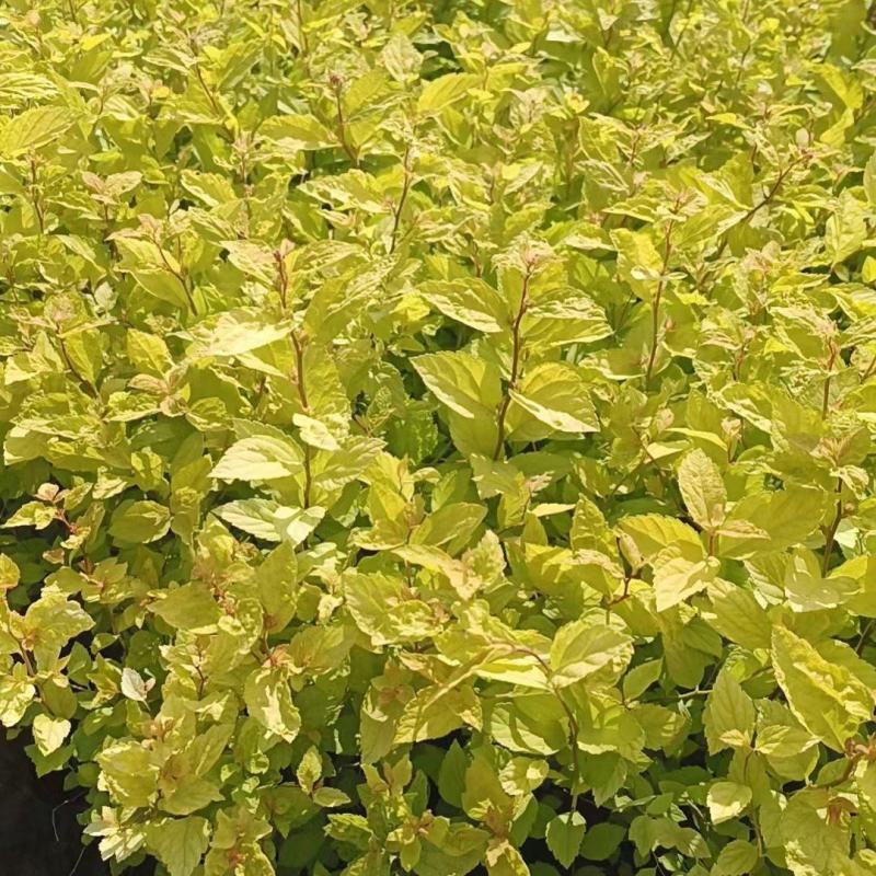 金山绣线菊