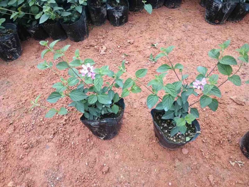 马缨丹小袋中袋基地直销质量优质欢迎老板来电咨询合作