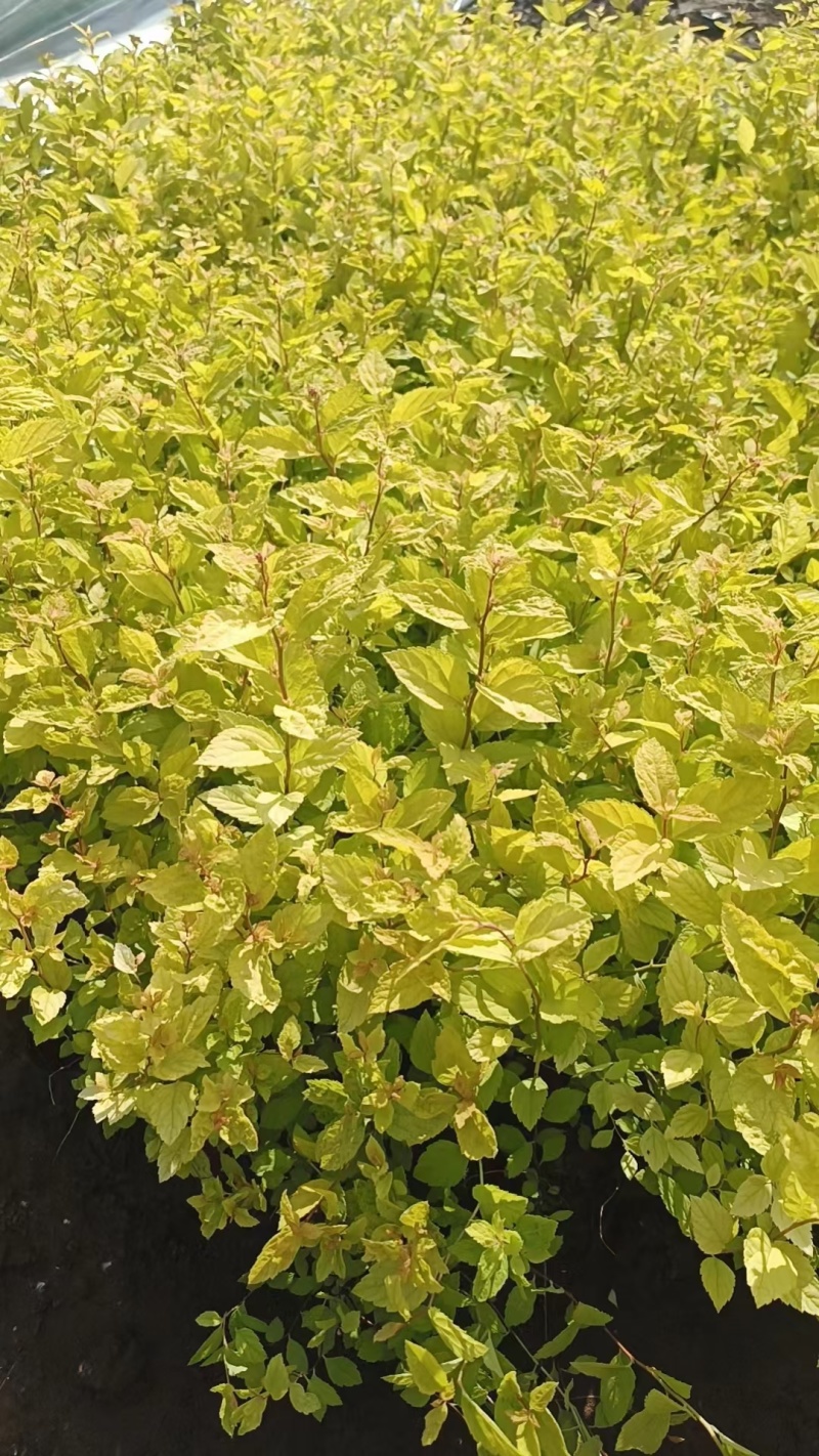 金山绣线菊