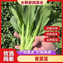 【菜苔】安徽菜苔，青菜苔，产地直发，上海青苔，保质保量。