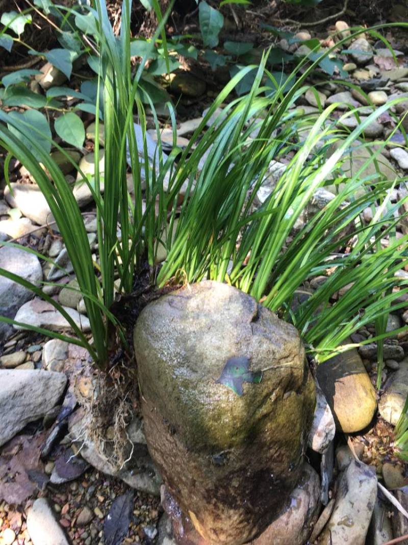 石菖蒲种苗大叶红心大别山品种基地直发