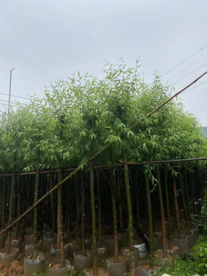 柳树基地直销规格齐全欢迎老板来电洽谈合作