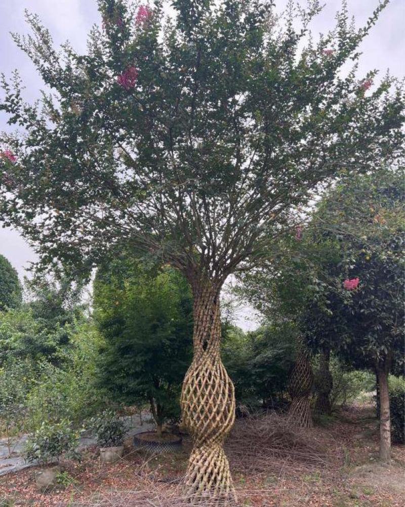 紫薇花瓶造型景观植物绿植编艺公园庭院绿植工程绿化苗
