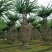紫薇花瓶造型景观植物绿植编艺公园庭院绿植工程绿化苗