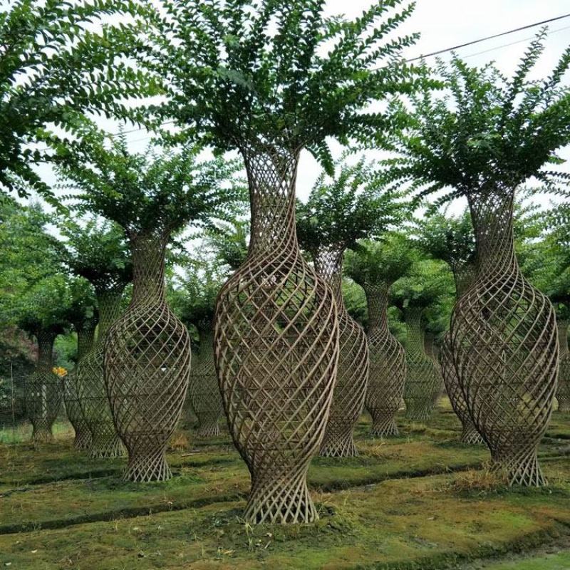 紫薇花瓶造型景观植物绿植编艺公园庭院绿植工程绿化苗